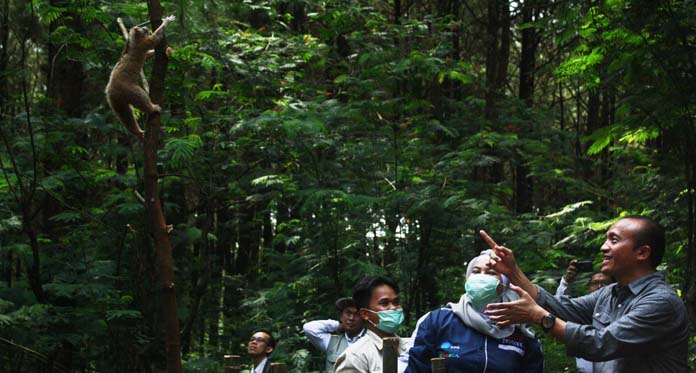 Ketum IAR Indonesia: Kukang Sulit Jadi Hewan Peliharaan