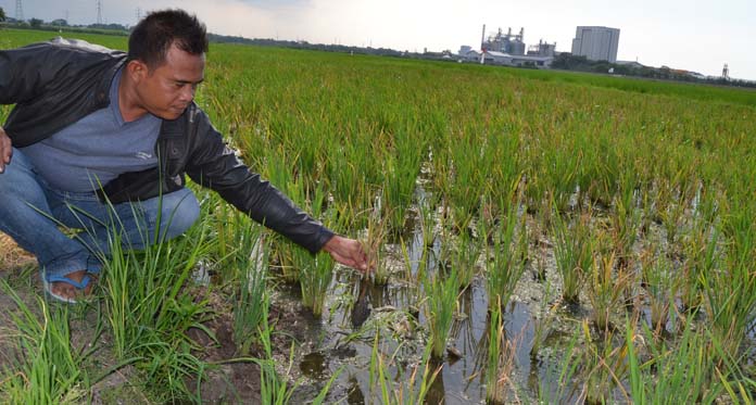 Baru Tanam sudah Menguning, Petani Terancam Gagal Panen