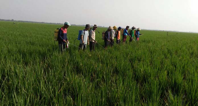 Petani Semprot Masal Antisipasi Hama Wereng