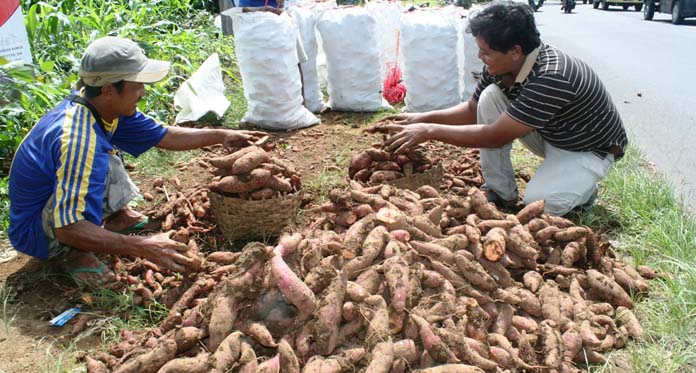 Berkah Ramadan, Petani Ubi Merah Raup Untung Puluhan Juta Rupiah