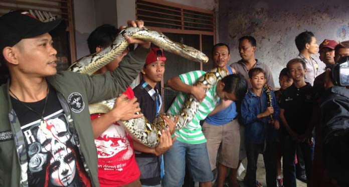 Geger! Warga Suranenggala Tangkap Ular Sanca Sepanjang 4,5 Meter