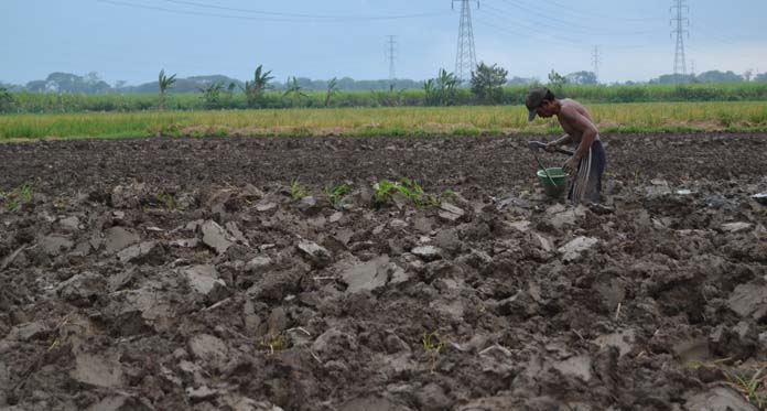 Padi Gagal Panen, Terpaksa Ganti Jadi Lahan Kangkung