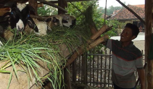 Musim Tanam Padi Gadu, Peternak Susah Dapat Rumput