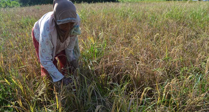 Petani Gebang Gagal Panen, 1 Hektare Hanya 3 Karung