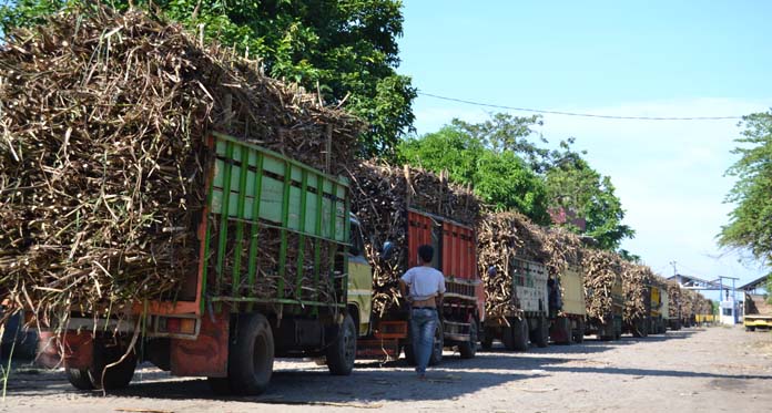 Petani Tebu Keberatan Pengenaan Pajak