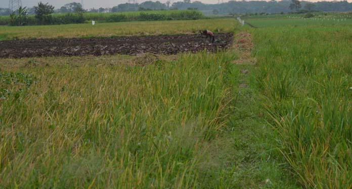 Diserang Virus Kerdil, Ratusan Petani Gagal Panen