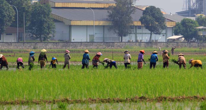 Sumber Air Menipis, Petani Inbar Siaga Satu Hadapi Kekeringan