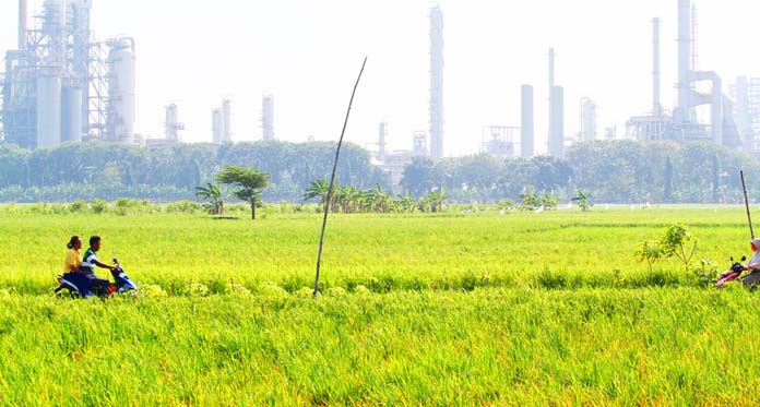 Muncul Serangan Hama Wereng dan Klowor, Ini Imbauan bagi Petani