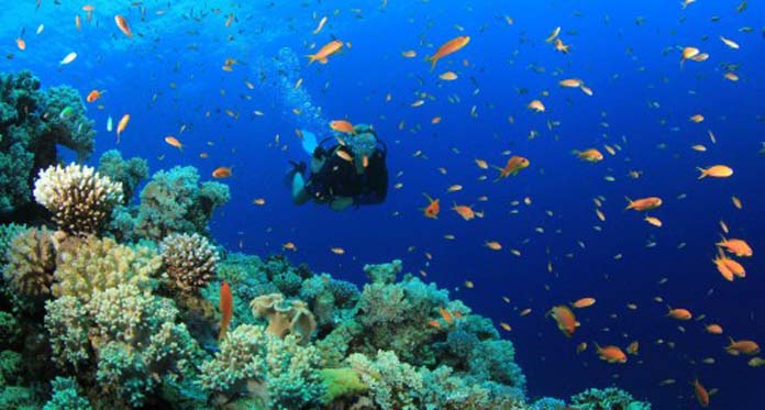 4 Tempat Diving di Indonesia Masuk yang Terbaik Se-Asia