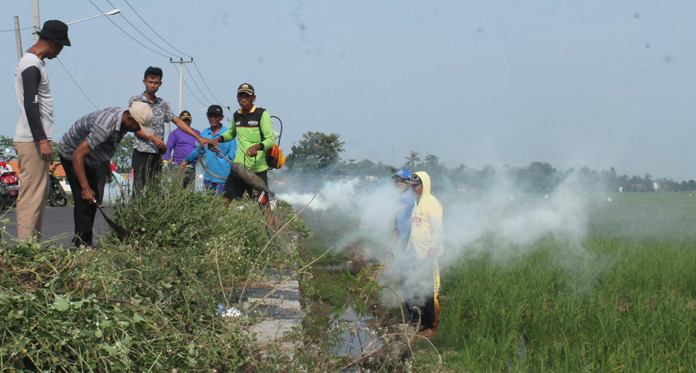 Petani Bongas Perang Melawan Tikus