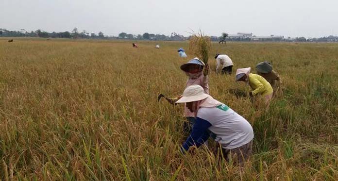 Buntut Mogok Masal Pedagang dan Pengusaha Beras, Gabah Petani Tak Laku