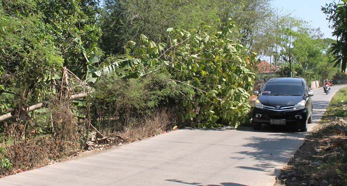 Pohon Tumbang Diterjang Angin Kencang