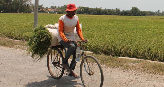 Kekeringan, Peternak Kambing Terpaksa Beli Rumput Segar