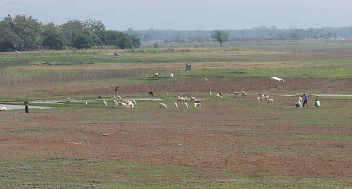 Waduk Cipancuh Kering, Jadi Tempat Favorit Gembala Kambing