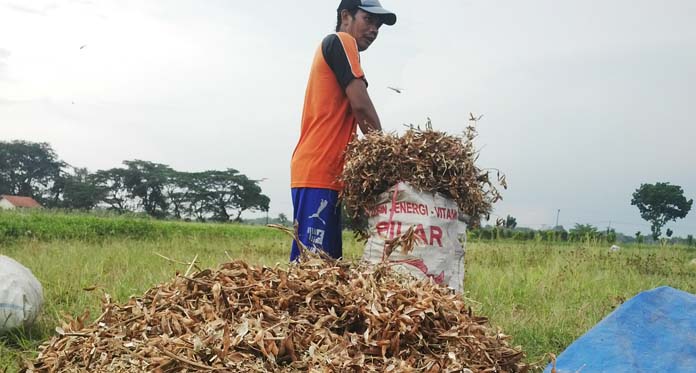 Minat Petani Tanam Kacang Kedelai Rendah, Nih Buktinya