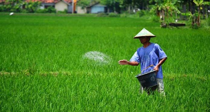 Petani Indramayu Resah Beredar Pupuk Urea Abal-abal