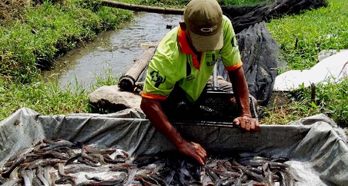 Harga Naik, Petambak Ikan Lele Indramayu Semringah