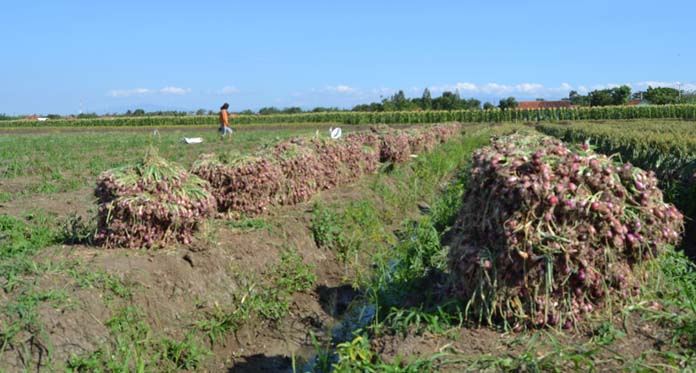 Bulog Bersedia Serap Bawang Merah Petani