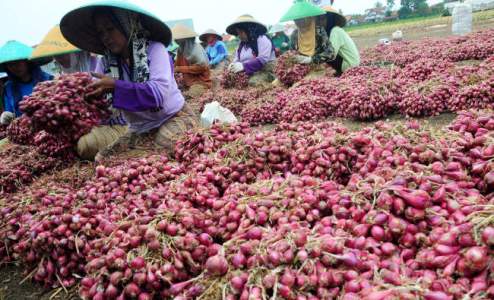 Harga Bawang Merah Tinggi, Petani Indramayu Senang