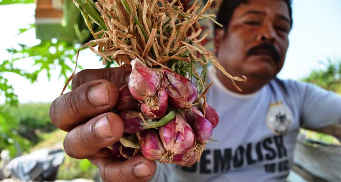 Diserang Ulat Grayak, Petani Bawang dan Cabai Menjerit