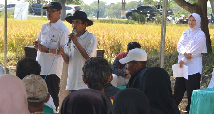 Petani Indramayu Inginkan Bibit Kacang Hijau