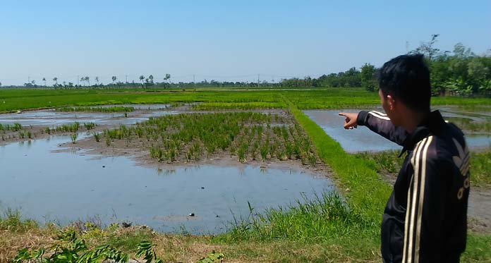 Diserang Hama Wereng dan Tikus, Petani Panguragan Gagal Tanam