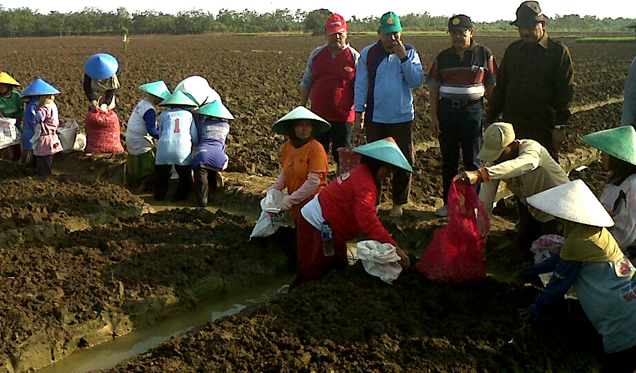 Selain Kota Angin, Majalengka Juga Dicanangkan sebagai Kota Sentra Bawang