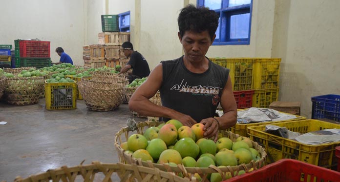 Kurang Perhatian, Petani Gedong Gincu Sindir Pemkab Majalengka