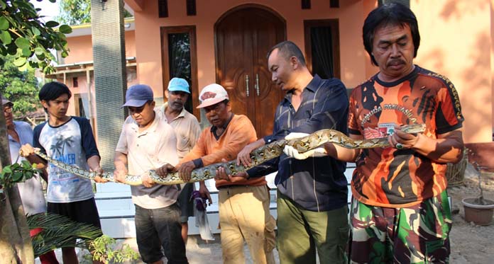 Heboh, Warga Karangmangu Tangkap Ular Sanca Kembang Sepanjang 3 Meter