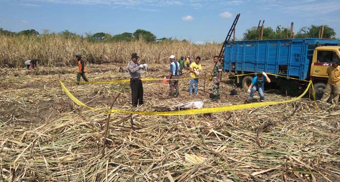 Petani Tebu Geger, Temukan Mayat Hangus Terbakar di Lahan Tebu