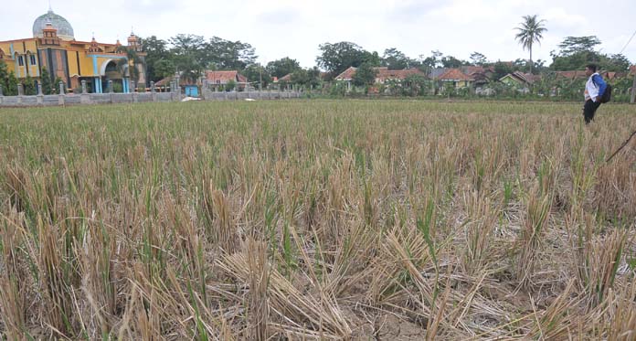 Kasihan Petani, 47 Ribu Hektare Lahan Padi Gagal Tanam