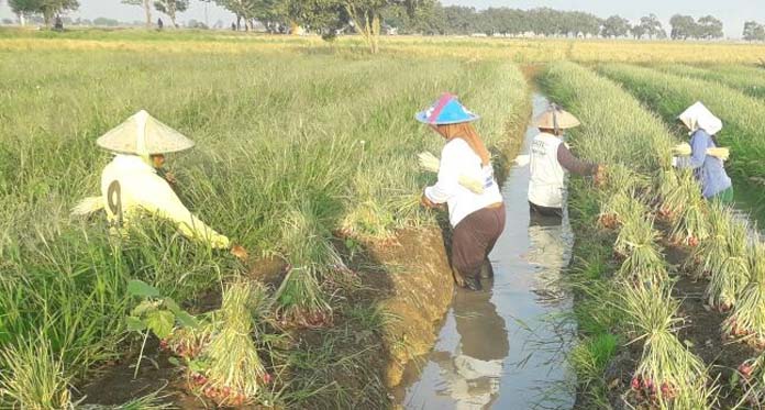 Alhamdulillah, Panen Bagus, Petani Bawang Semringah