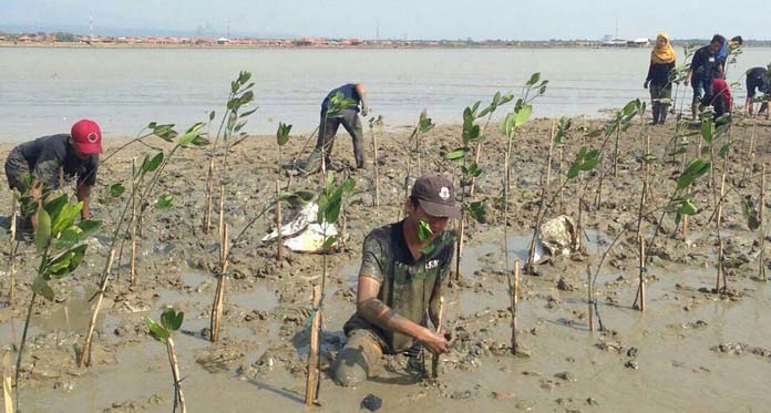 Tahan Laju Abrasi Pantai, Tanam 5.000 Mangrove