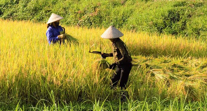 Ikutan Asuransi Usaha Tani, Petani Dapat Rp6 Juta per Hektare