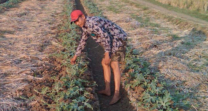 Hindari Virus Kerdil, Petani Beralih ke Semangka