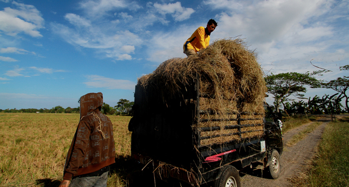 Akibat Kemarau, Ratusan Hektare Sawah Petani Indramayu Gagal Panen