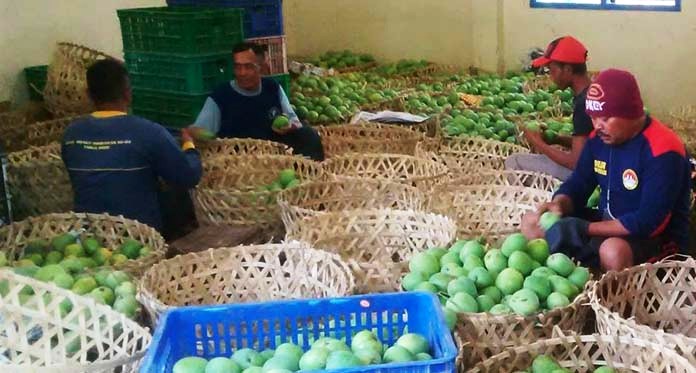 Wow! Mangga Gedong Gincu Tembus Amerika, Eropa dan Timur Tengah