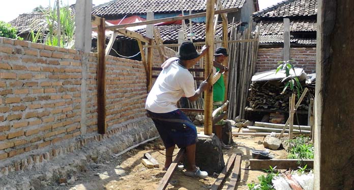 Gagal Panen, Petani Beralih Ternak Ayam Kampung Organik