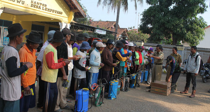 Serangan Hama Makin Meluas, Petani Indramayu Lakukan Semprot Masal