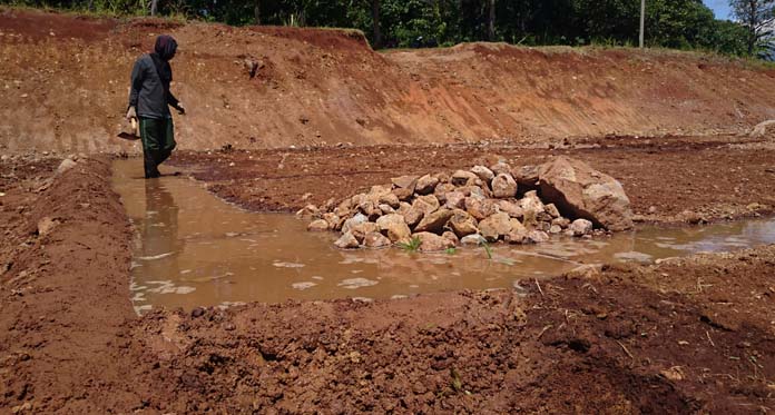 Lahan Bekas Galian C, Petani Butuh 2-3 Tahun Bisa Tanam Padi