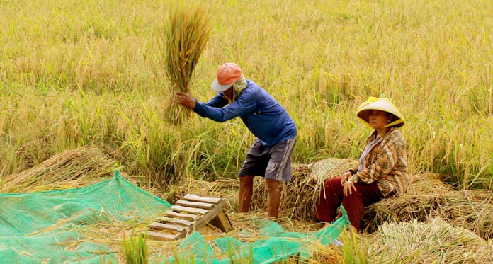 Akibat Hama, Petani Rugi Ratusan Juta