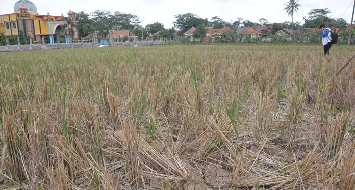 SPI Tuding Pemerintah Tak Serius Tangani Kekeringan