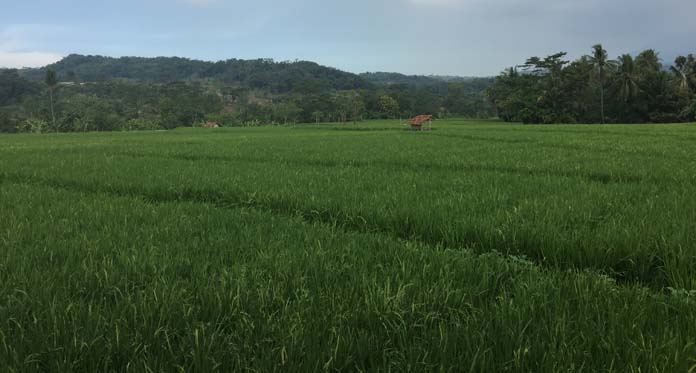 Memasuki Musim Kemarau, Petani Sawah Tadah Hujan Waswas