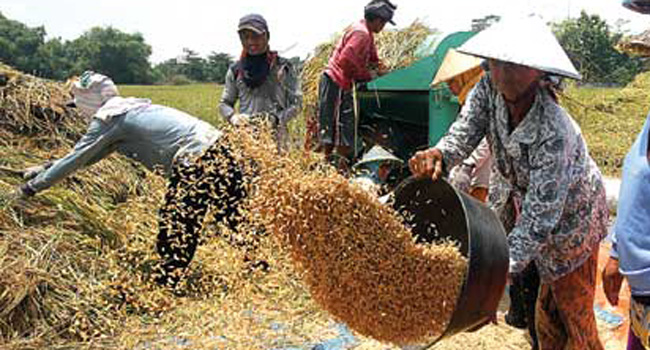 Pabrik Beroperasi, Harga Gabah Petani Naik