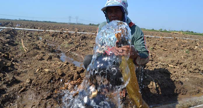 Kemarau, Petani Andalkan Pompanisasi