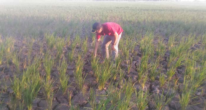 Ratusan Hektare Sawah Kekeringan, Petani Terancam Gagal Panen