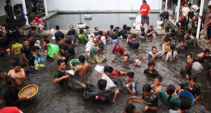 Euforia Pilkades Bandorasa Wetan, Warga Berebut Ikan di Kolam Kades Terpilih