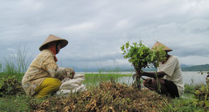 Cegah Kerugian di Musim Kemarau, Petani Pilih Tanam Kacang-kacangan