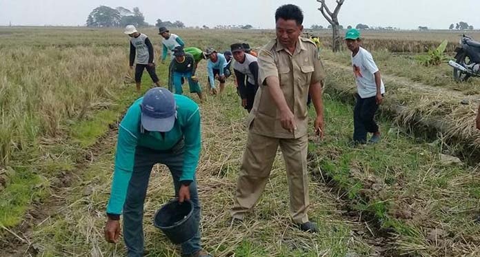 Cegah Hama dan Virus Tanaman, Petani Tanam Kedelai