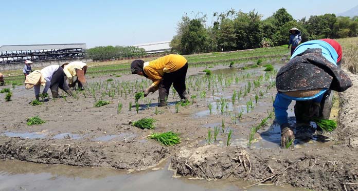 700 Hektare Sawah di Kabupaten Cirebon Gagal Tanam